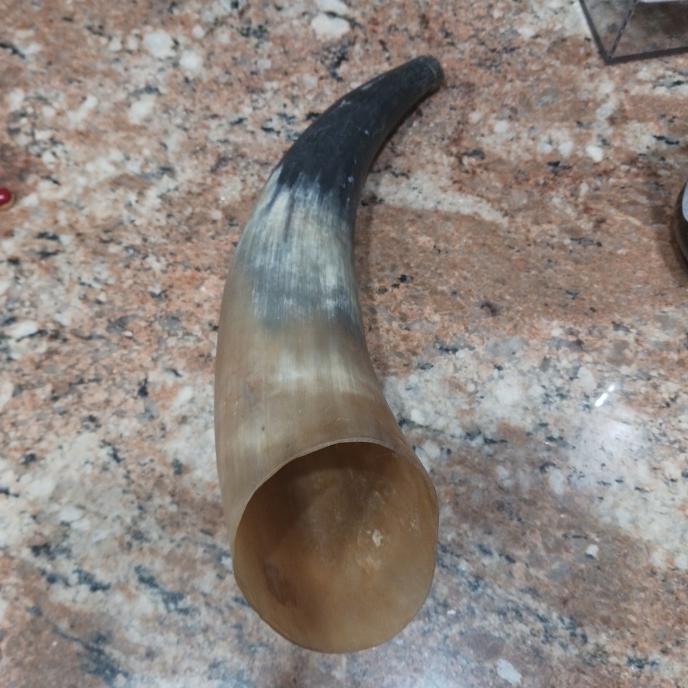 Real 10" Powdered Cow/Bull Horn – Natural Horn for Decoration / Drinking.